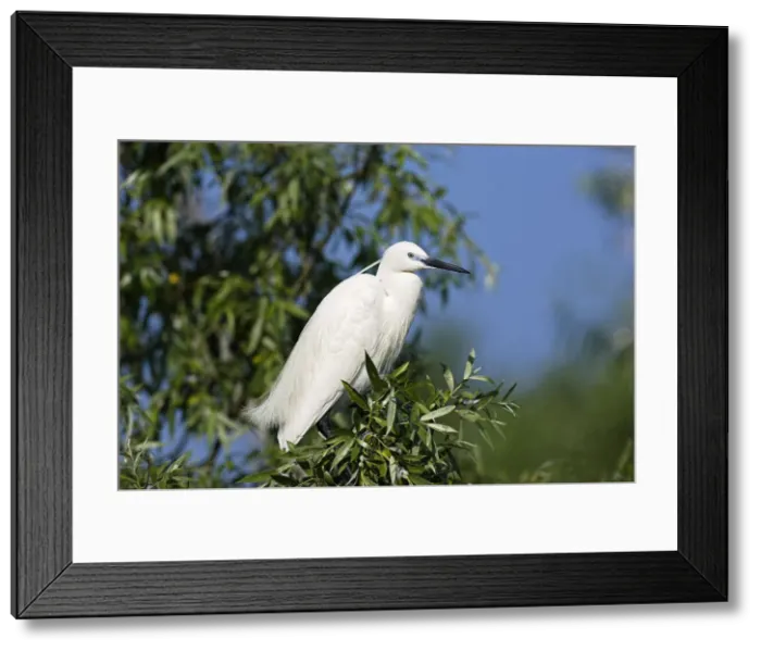 Framed Print : DDE-90034755 Framed Print : DDE-90034755