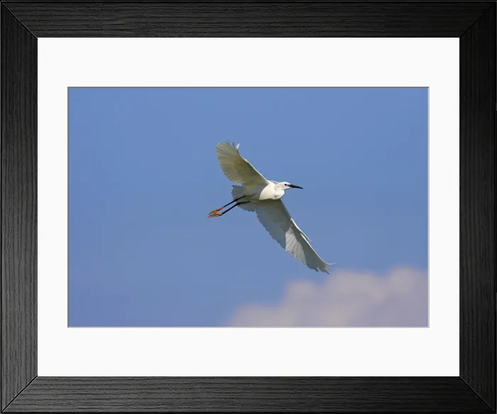 Framed Print : DDE-90034753 Framed Print : DDE-90034753