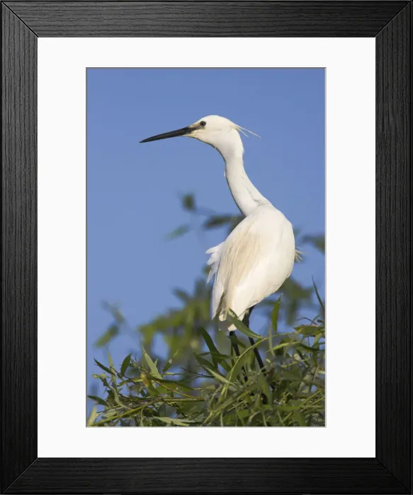 Framed Print : DDE-90034757