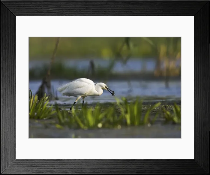Framed Print : DDE-90034758 Framed Print : DDE-90034758