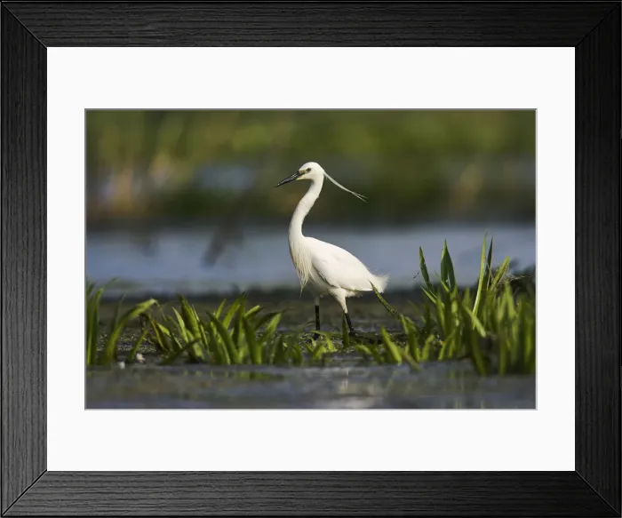 Framed Print : DDE-90034759 Framed Print : DDE-90034759