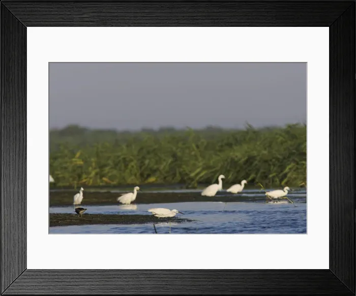 Framed Print : DDE-90034760 Framed Print : DDE-90034760
