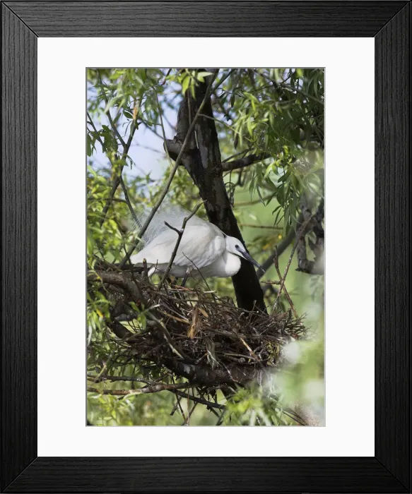Framed Print : DDE-90034756