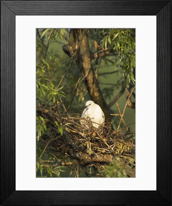 Framed Print : DDE-90034762 Framed Print : DDE-90034762