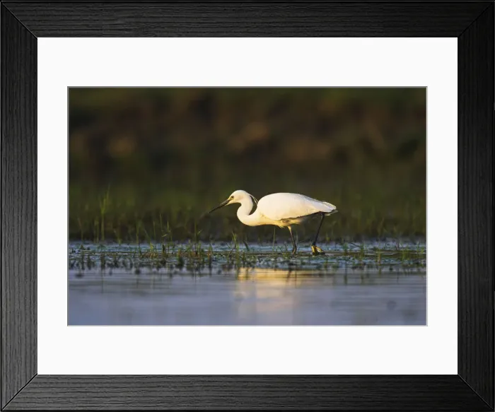 Framed Print : DDE-90034761 Framed Print : DDE-90034761