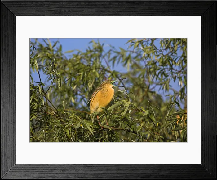 Framed Print : DDE-90034763 Framed Print : DDE-90034763