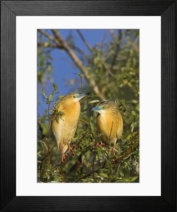 Framed Print : DDE-90034765 Framed Print : DDE-90034765