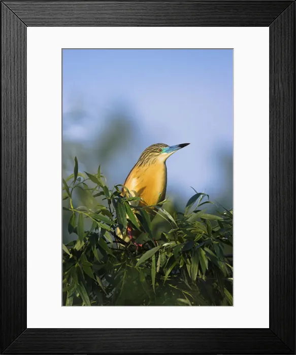 Framed Print : DDE-90034764 Framed Print : DDE-90034764