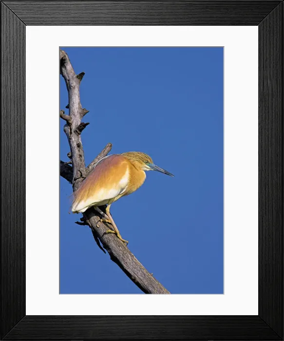 Framed Print : DDE-90034766 Framed Print : DDE-90034766