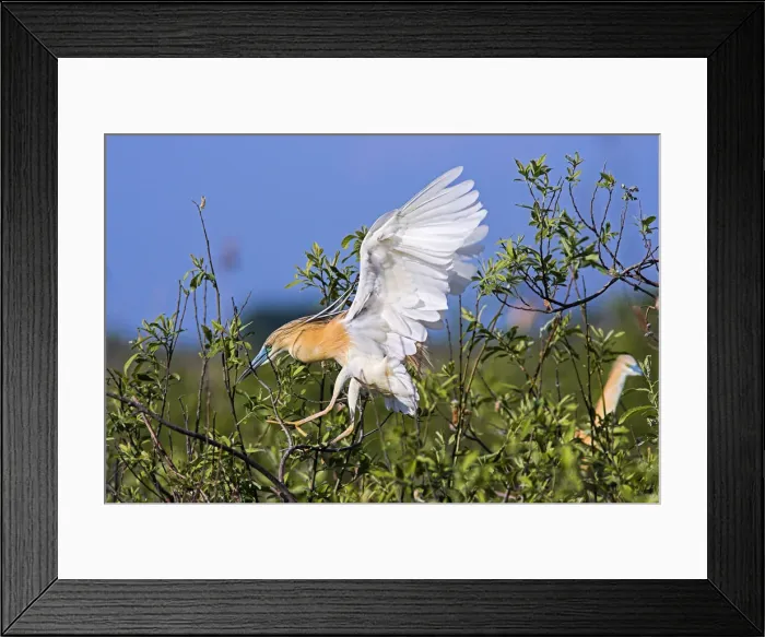 Framed Print : DDE-90034767 Framed Print : DDE-90034767