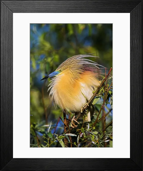 Framed Print : DDE-90034769 Framed Print : DDE-90034769