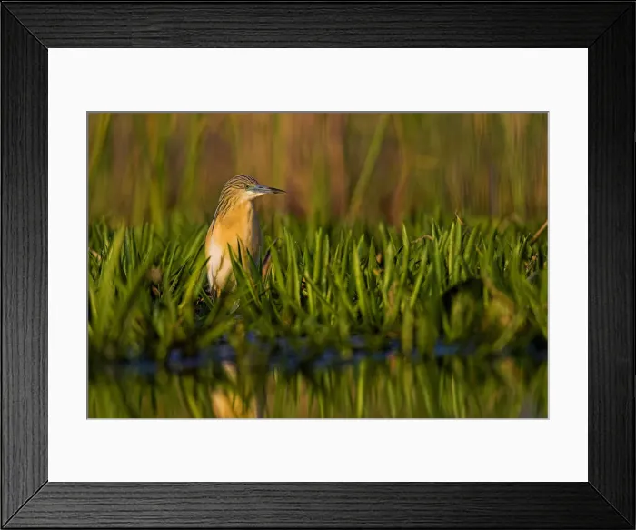 Framed Print : DDE-90034770 Framed Print : DDE-90034770