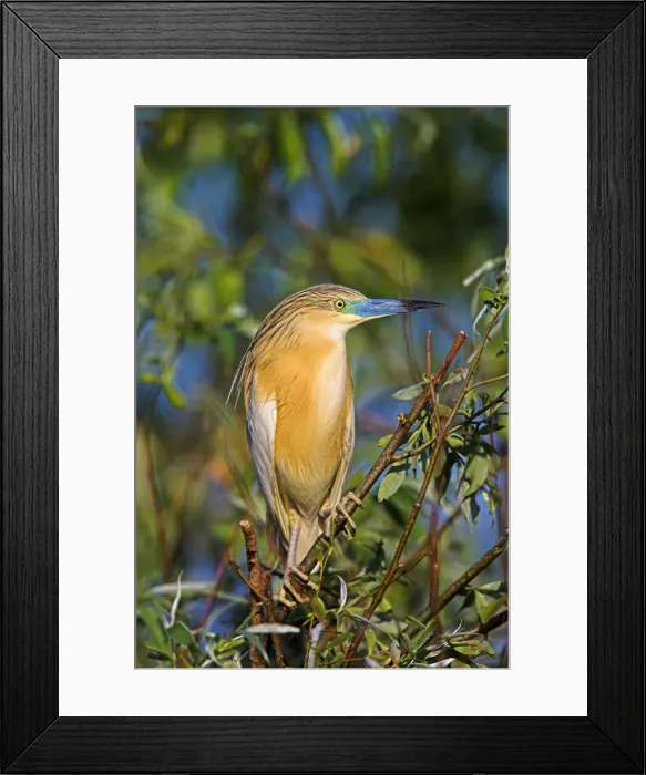 Framed Print : DDE-90034768 Framed Print : DDE-90034768