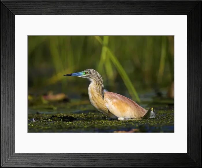 Framed Print : DDE-90034772 Framed Print : DDE-90034772