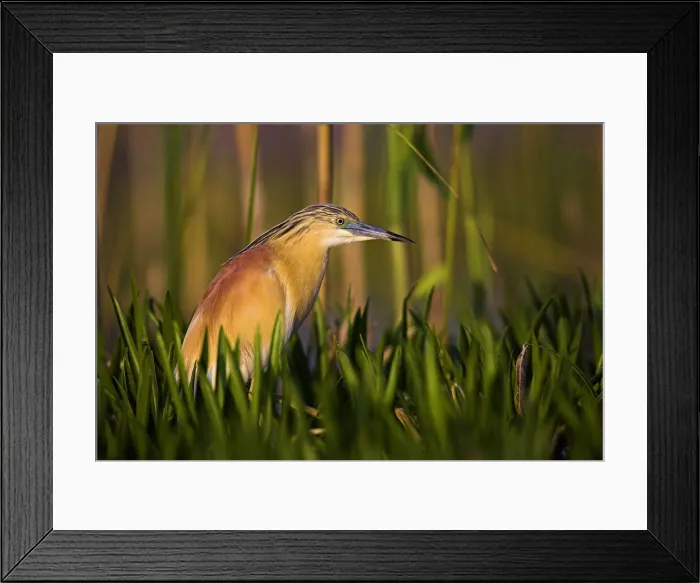 Framed Print : DDE-90034771