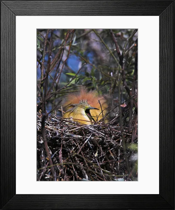 Framed Print : DDE-90034773