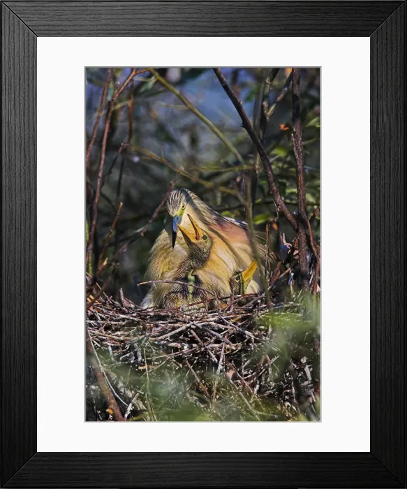 Framed Print : DDE-90034775 Framed Print : DDE-90034775
