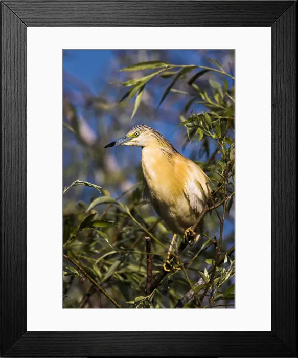 Framed Print : DDE-90034776 Framed Print : DDE-90034776