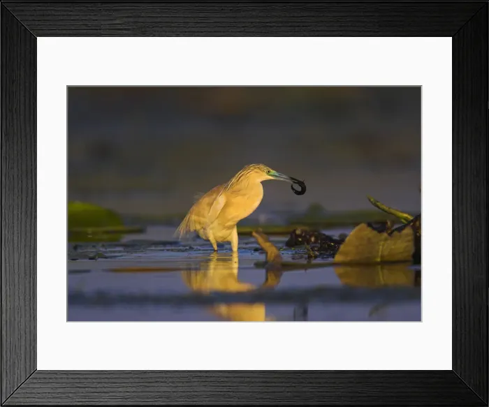 Framed Print : DDE-90034777 Framed Print : DDE-90034777
