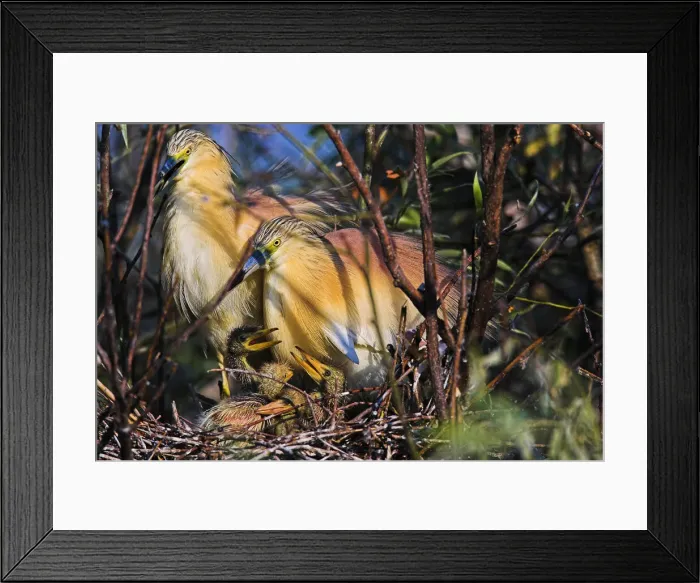 Framed Print : DDE-90034774