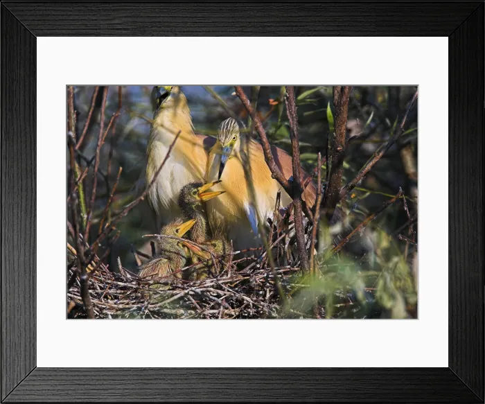 Framed Print : DDE-90034779 Framed Print : DDE-90034779