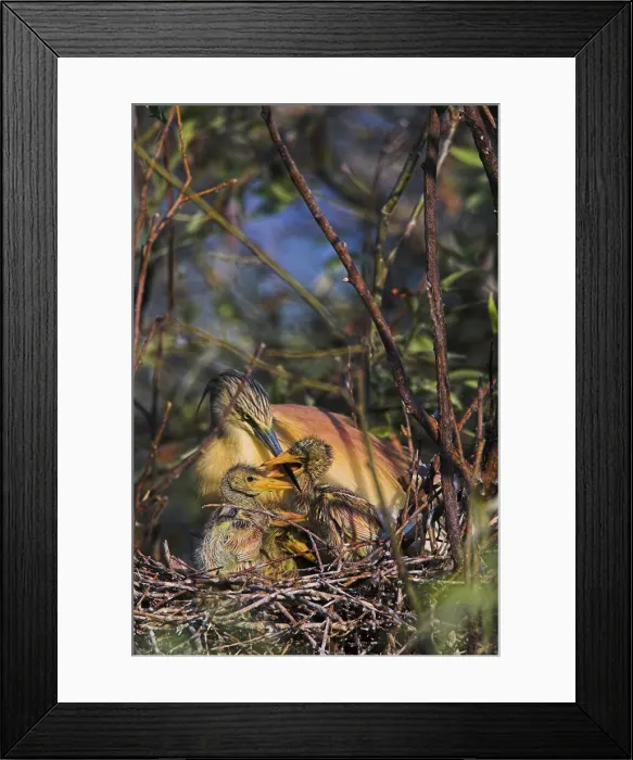 Framed Print : DDE-90034780 Framed Print : DDE-90034780