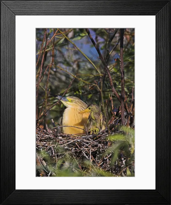 Framed Print : DDE-90034781