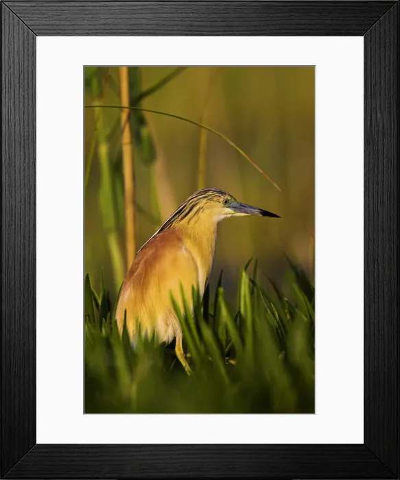 Framed Print : DDE-90034782 Framed Print : DDE-90034782