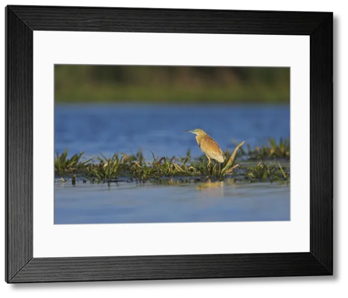 Framed Print : DDE-90034783 Framed Print : DDE-90034783