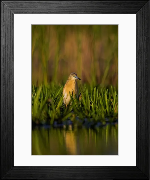 Framed Print : DDE-90034778 Framed Print : DDE-90034778