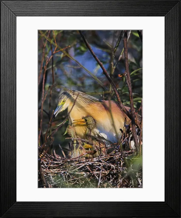 Framed Print : DDE-90034784 Framed Print : DDE-90034784