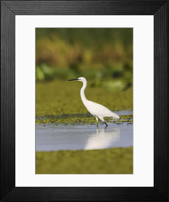 Framed Print : DDE-90034786 Framed Print : DDE-90034786