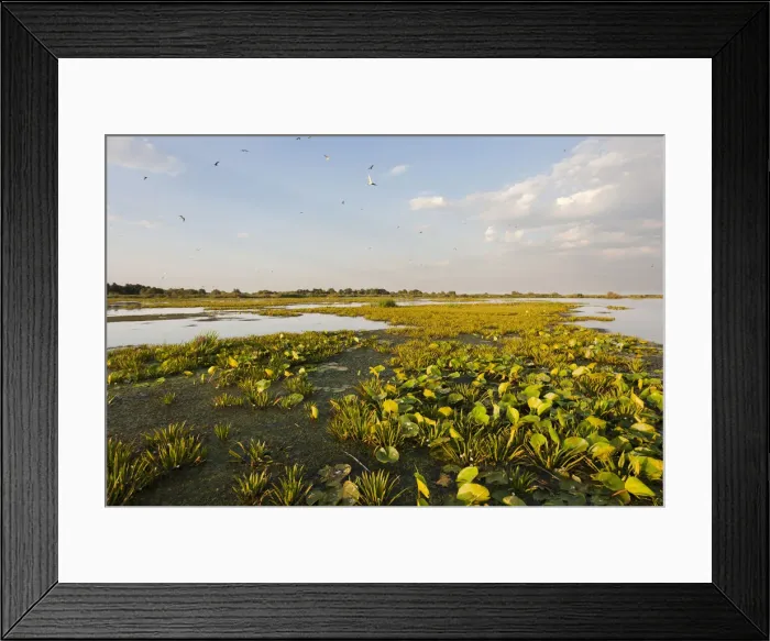 Framed Print : DDE-90034792 Framed Print : DDE-90034792