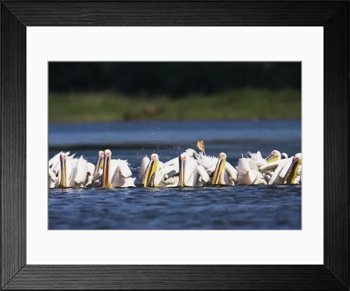 Framed Print : DDE-90034793 Framed Print : DDE-90034793