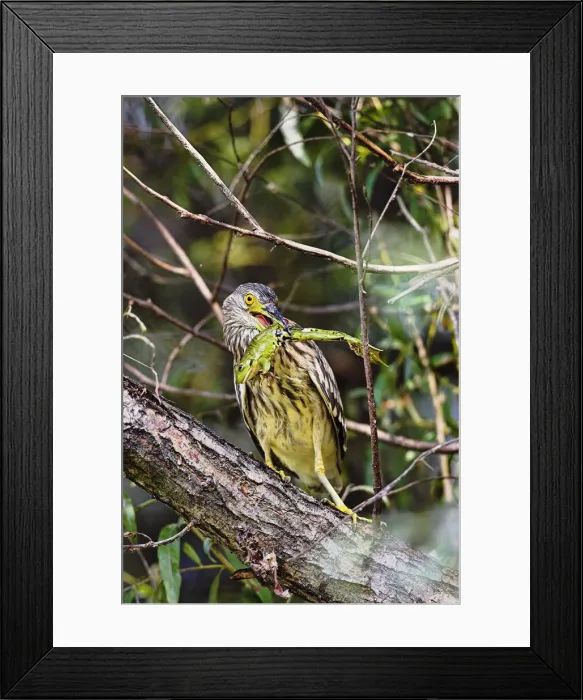 Framed Print : DDE-90034785 Framed Print : DDE-90034785