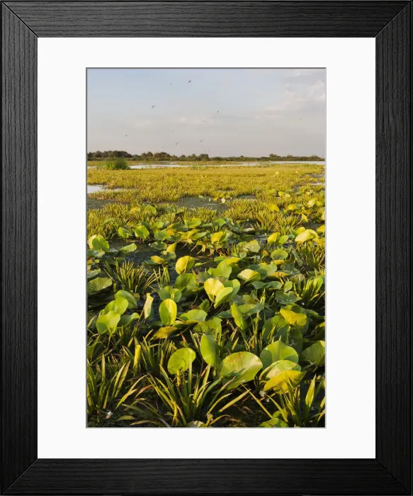 Framed Print : DDE-90034798 Framed Print : DDE-90034798
