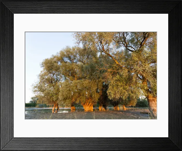 Framed Print : DDE-90034799