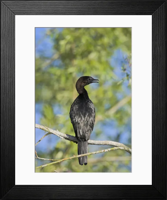 Framed Print : DDE-90034816 Framed Print : DDE-90034816