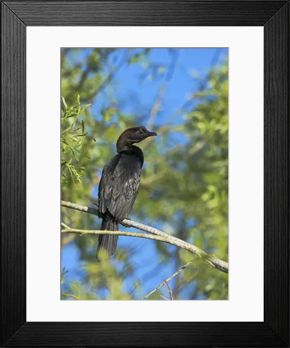 Framed Print : DDE-90034817