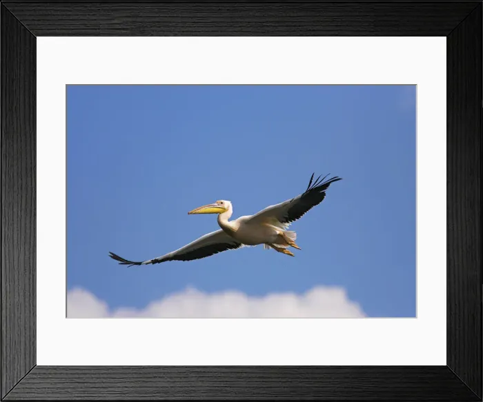 Framed Print : DDE-90034818 Framed Print : DDE-90034818