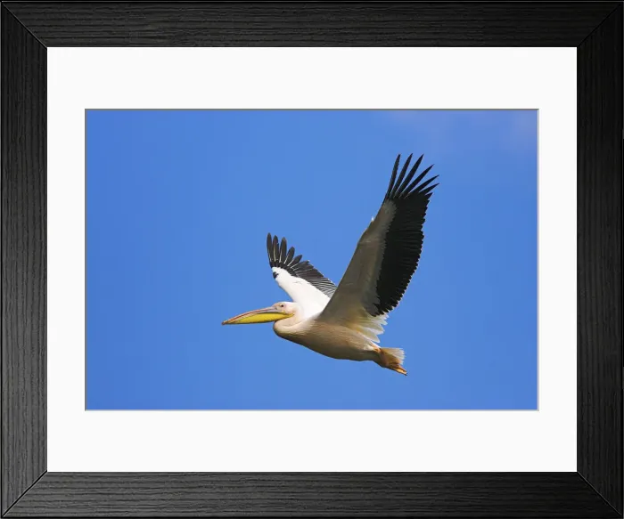 Framed Print : DDE-90034819 Framed Print : DDE-90034819