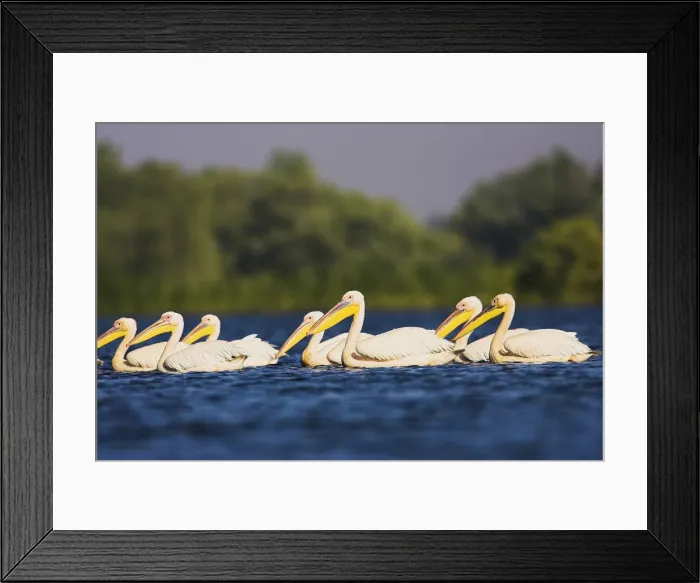 Framed Print : DDE-90034823 Framed Print : DDE-90034823