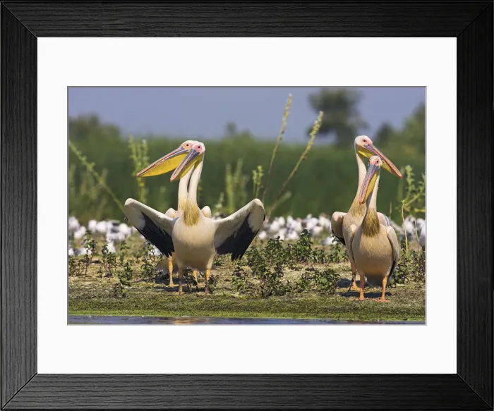 Framed Print : DDE-90034824