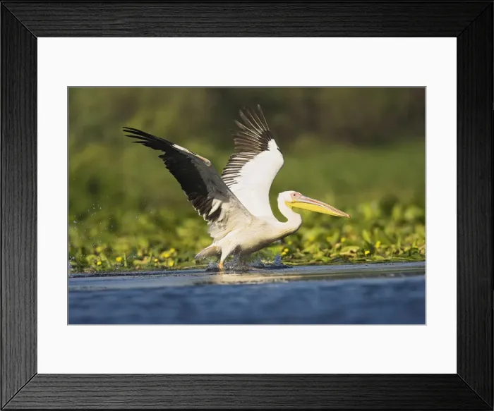 Framed Print : DDE-90034825