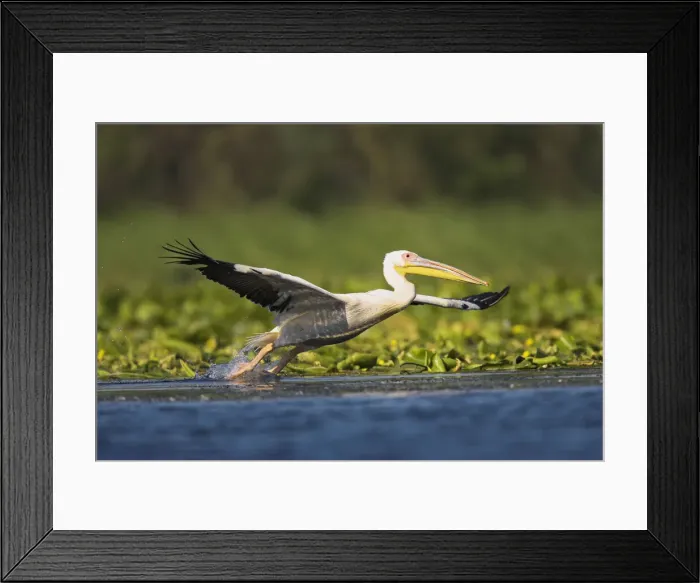 Framed Print : DDE-90034826 Framed Print : DDE-90034826