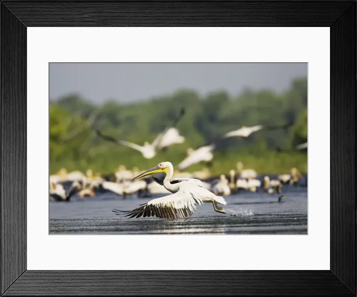 Framed Print : DDE-90034827 Framed Print : DDE-90034827