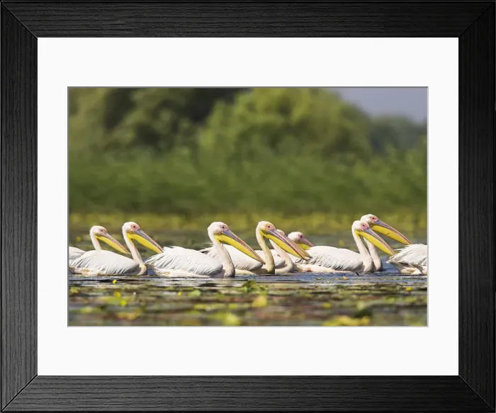 Framed Print : DDE-90034828