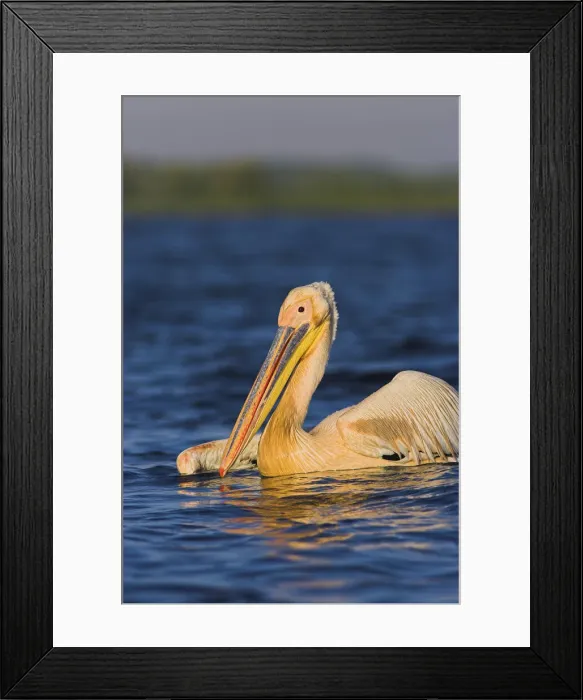 Framed Print : DDE-90034821