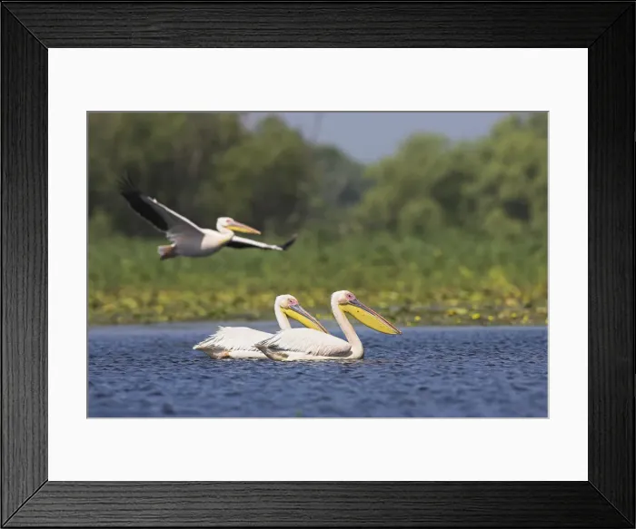 Framed Print : DDE-90034829 Framed Print : DDE-90034829
