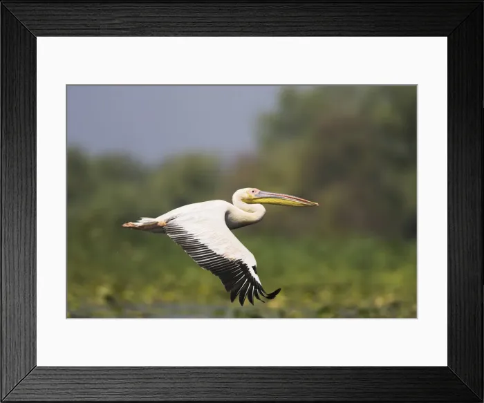 Framed Print : DDE-90034830 Framed Print : DDE-90034830